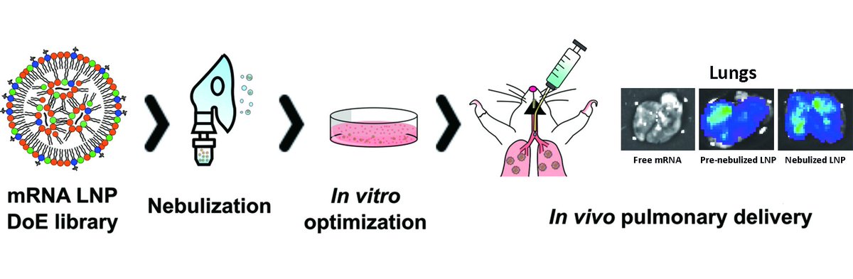 <a href="/UTexasPharmacy/">UT Pharmacy</a> and #mdpipharmaceutics present you this novel article "Aerosolizable Lipid #Nanoparticles for #Pulmonary Delivery of #mRNA  through Design of Experiments"

mdpi.com/875854