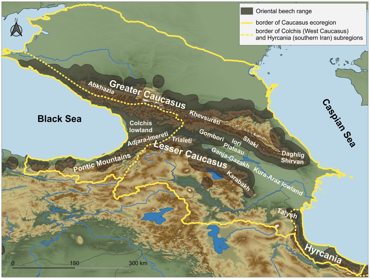 wltdpoznan's tweet image. Sękiewicz K., Danelia, I., Farzaliyev V., Gholizadeh H., Iszkuło G., Naqinezhad A., ... &amp;amp; Dering M. - &quot;Past climatic refugia and #landscape resistance explain spatial #geneticstructure in Oriental #beech in the South Caucasus&quot; in Ecology and Evolution: doi.org/10.1002/ece3.9….
