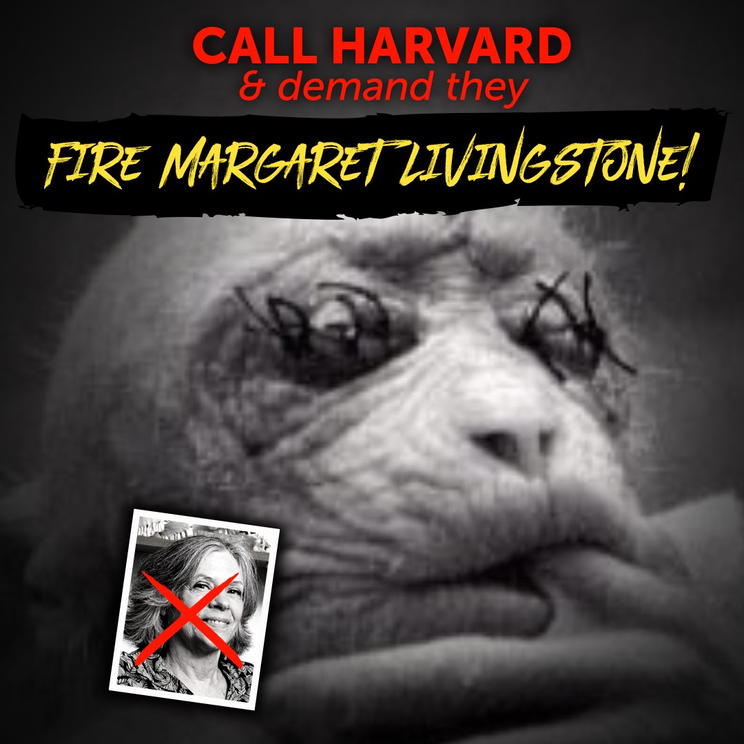 beaglefreedom's tweet photo. “Animal Experimenter” Margaret Livingstone, employed by Harvard Medical School, uses taxpayer funds to torture monkeys. The scientific community is so outraged, yet she remains at Harvard doing tests funded by the NIH. Take action!
 Go here 👉 https://t.co/H9WBw198Ky https://t.co/9AoPwNLNrA
