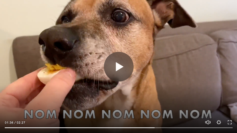 Our season of #radicalhope continues with Sunday's service on 
#radicalhonesty, soul-stirring #liveartsevents &amp; our upcoming Shared Meal Nov 20 (w the cutest PSA you've ever seen from a dog eating eggs! For real! 😍) Read more in our #DigitalFountain: mailchi.mp/78504ad79b60/j…