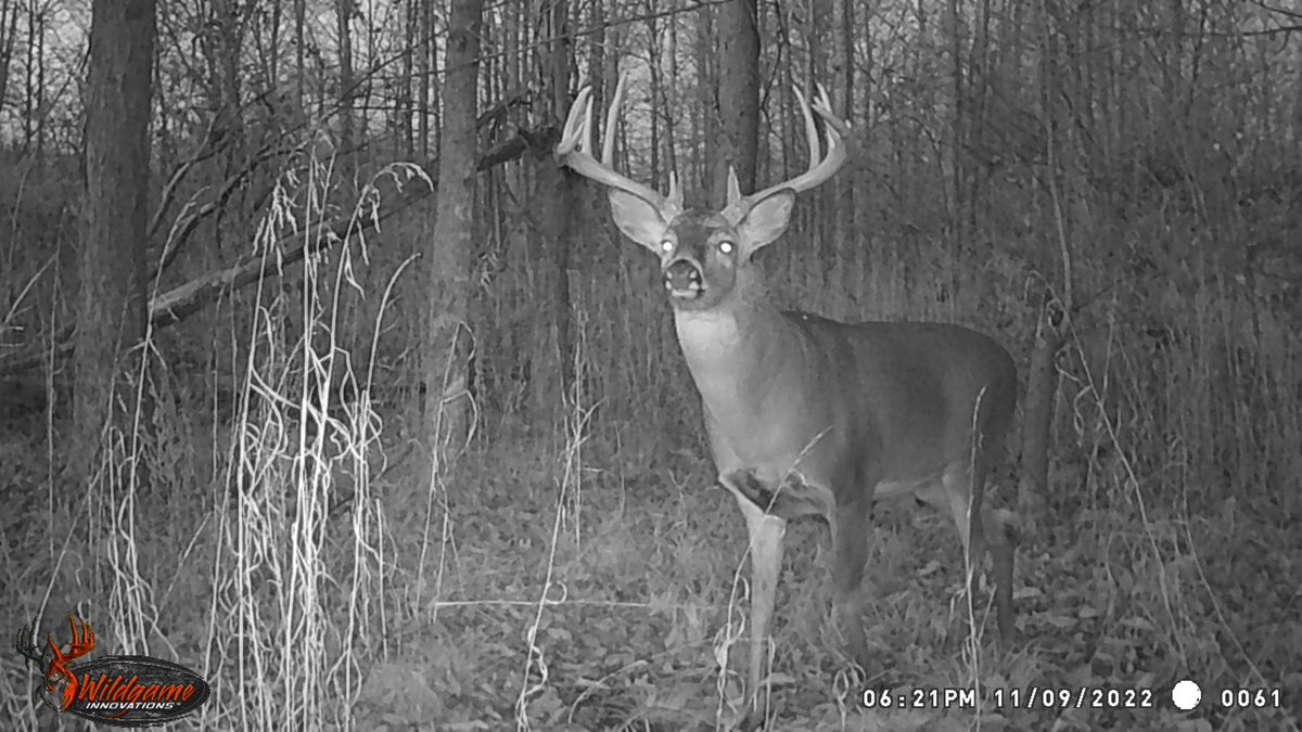 skdev0527's tweet image. This is Blade.  He was actually looking my direction last evening.  Pay no attention to the time.  I forgot to change the time on the cam.  To late and to far away.