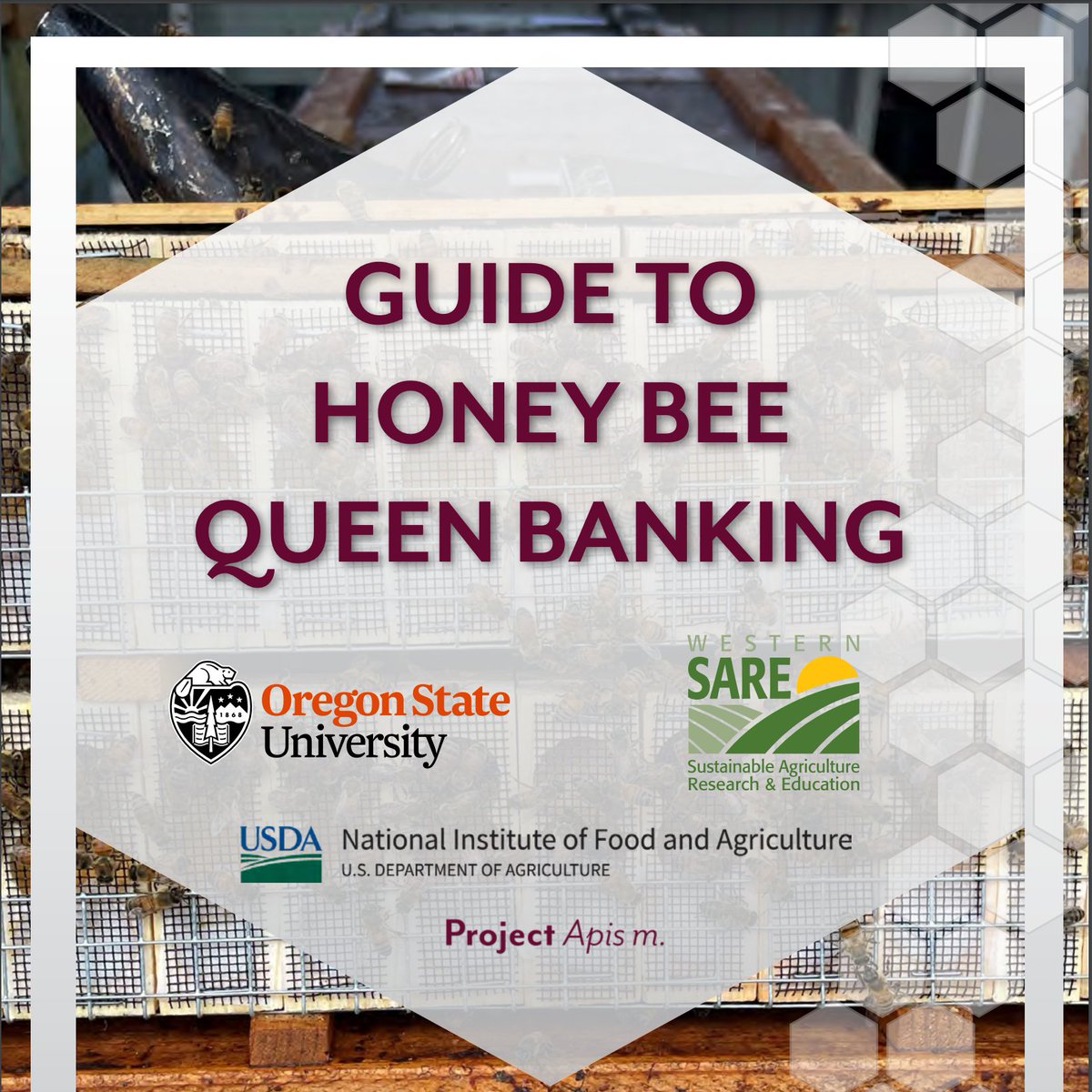 ProjectApism's tweet image. Catch the newly produced Queen Banking Guide! Written by Ellen Topitzhofer, and Dr. Ramesh Sagili, of Oregon State University, it&apos;s free to download from our website, here:

projectapism.org/honey-bee-quee…
@OSUHoneyBeeLab 

 #projectapism #beeresearch #queenbanking #honeybee #beekeeping