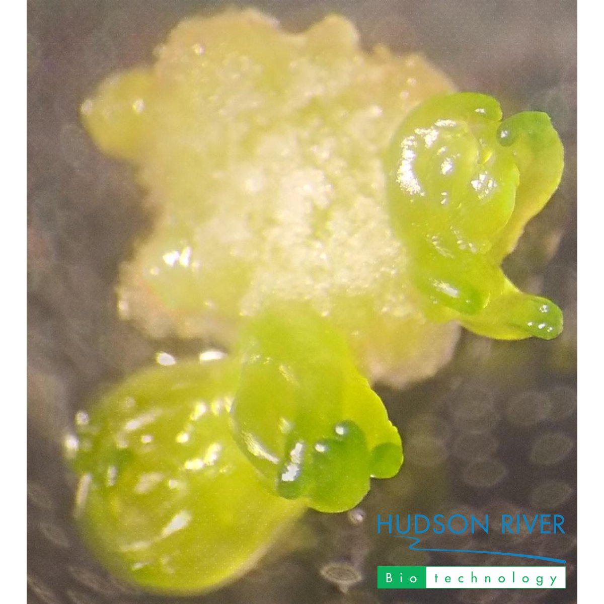 HudsonRiverBio1's tweet photo. Look at this gorgeous #callus we regenerated from a single plant cell😍

🌱#Regeneration of plant tissue from edited cells is a vital (and often tricky) step in the #CRISPR workflow.

👏We love seeing these results coming out of our labs!

 #plantbreeding #biotechnology #biotech https://t.co/pROFuZ1KWl