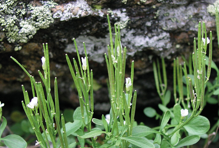 Grenzüberschreitender Datenfluss: deutsch-tschechisches 🇩🇪🇨🇿Forscherteam stellt binationale Dateninfrastruktur vor. Flora des Böhmerwalds Projekt vereint wissenschaftliche Daten aus historischem Artenmonitoring und aktueller Pflanzenvielfalt beider Länder snsb.de/grenzuberschre…