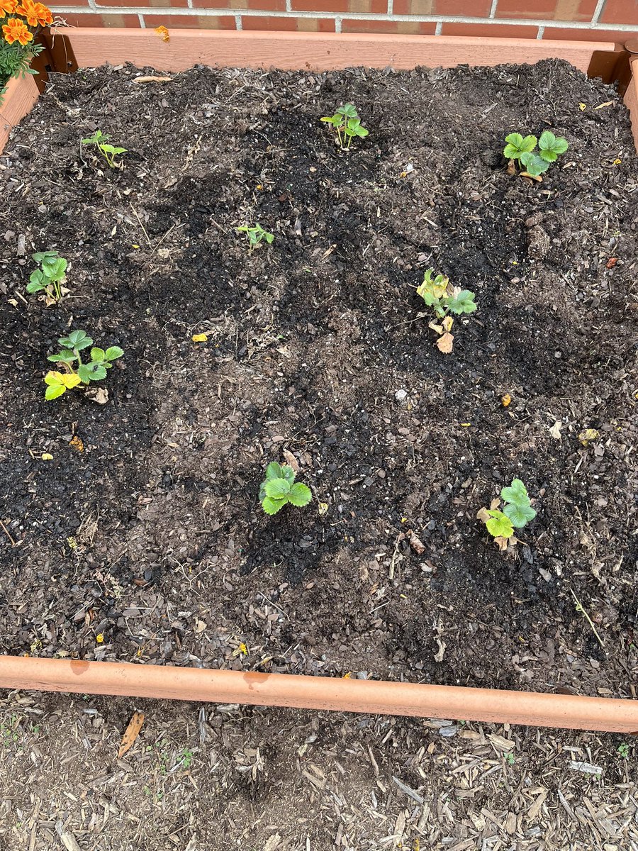 Pre-K planted strawberry plants in our garden today. We will watch them grow throughout the Winter and Spring. We are looking forward to tasting our strawberries in June.<a href="/csmith14prek/">Cynthia Smith</a> <a href="/MECME_School/">MillbrookElem</a> <a href="/thrive/">Thrive Global</a> at the hive
