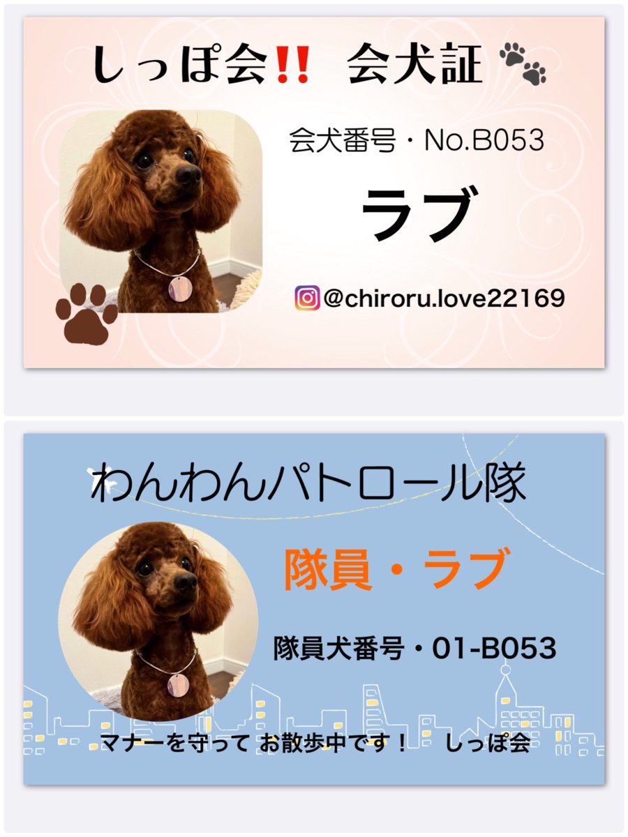 shippomarche's tweet photo. メンバーのお友達❣️
しっぽ会新メンバーちゃんです
Instagramです。フォローお願いいたします。
👇👇👇👇👇👇
https://t.co/CBzbn0ZiNP https://t.co/10WvXF1Djt