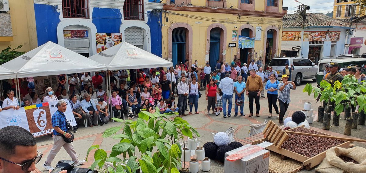 fedecacao's tweet image. #AEstaHora desde el municipio de Rionegro (Santander), evento de entrega de insumos del proyecto para el incremento de la productividad del cultivo de cacao, entre @GobdeSantander @UNODCROCOL y @fedecacao