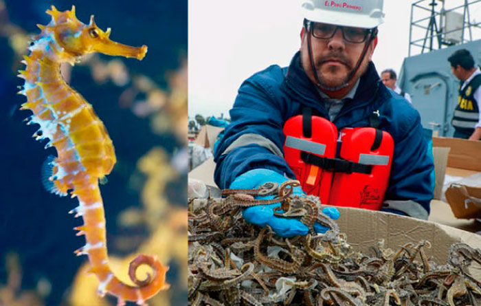 actualidadspda's tweet photo. 🚨4 puntos para entender la ley que impone penas más severas al tráfico ilegal de especies silvestres
▶️https://t.co/CZjb0lDIk4

La ley ha generado la preocupación de algunos pescadores artesanales. Sin embargo, esta norma no busca sancionarlos ni criminalizarlos. https://t.co/0OMmoYFf2k