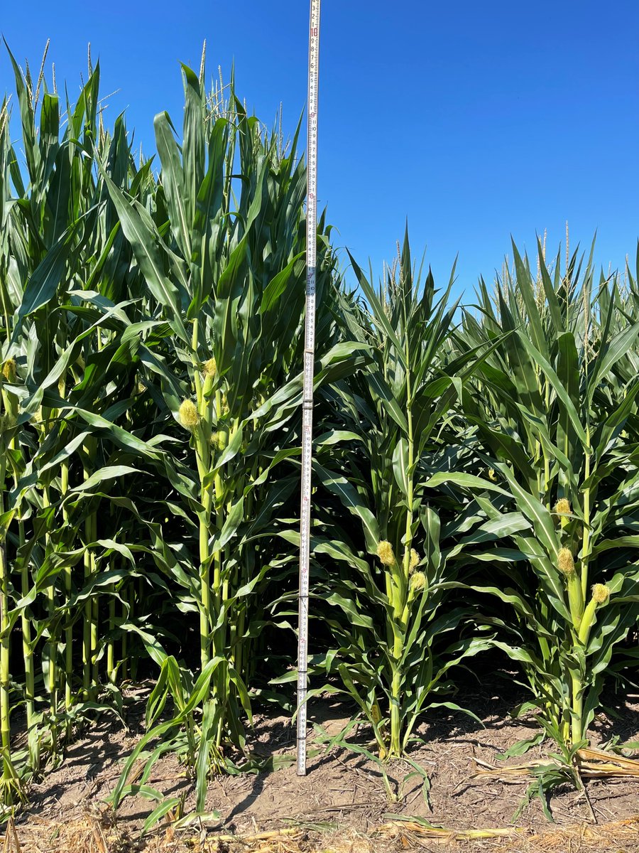 Green_A_Brian's tweet image. P-A-Y. Protection, Access and Yield. BIG shout out to the cooperators for being leading innovators in NE KS/NW MO and testing new technology! Exciting results and even more confidence moving forward! MORE TO COME! @BayerTraits #SmartCornSystem