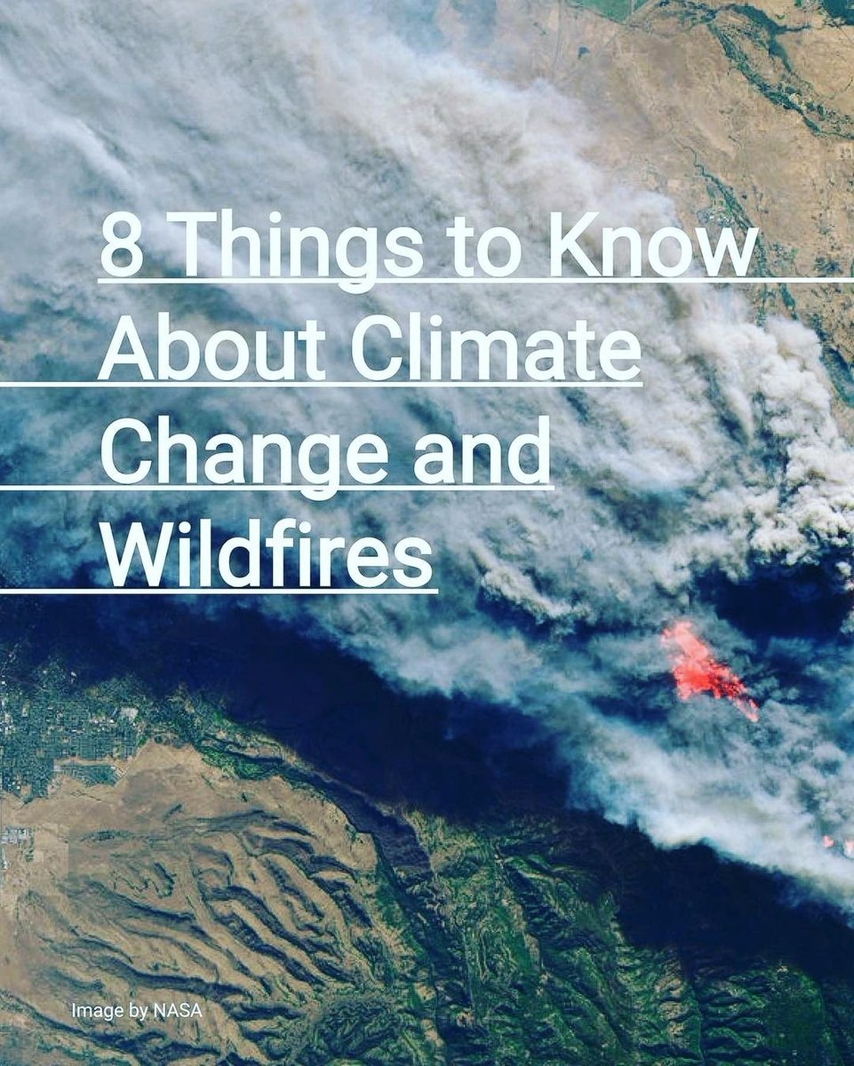 WePlant Foundation tweet media