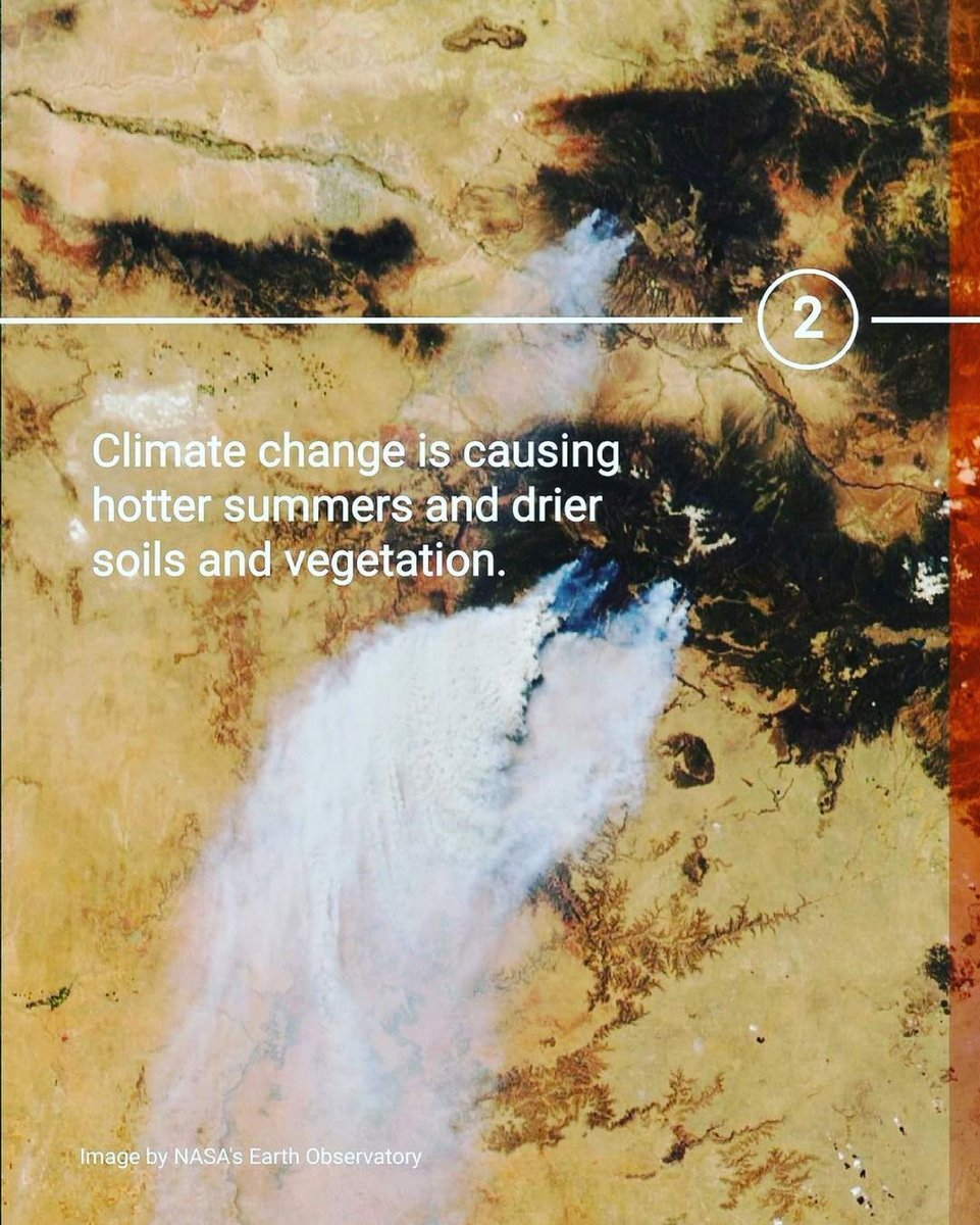 WePlant Foundation tweet media