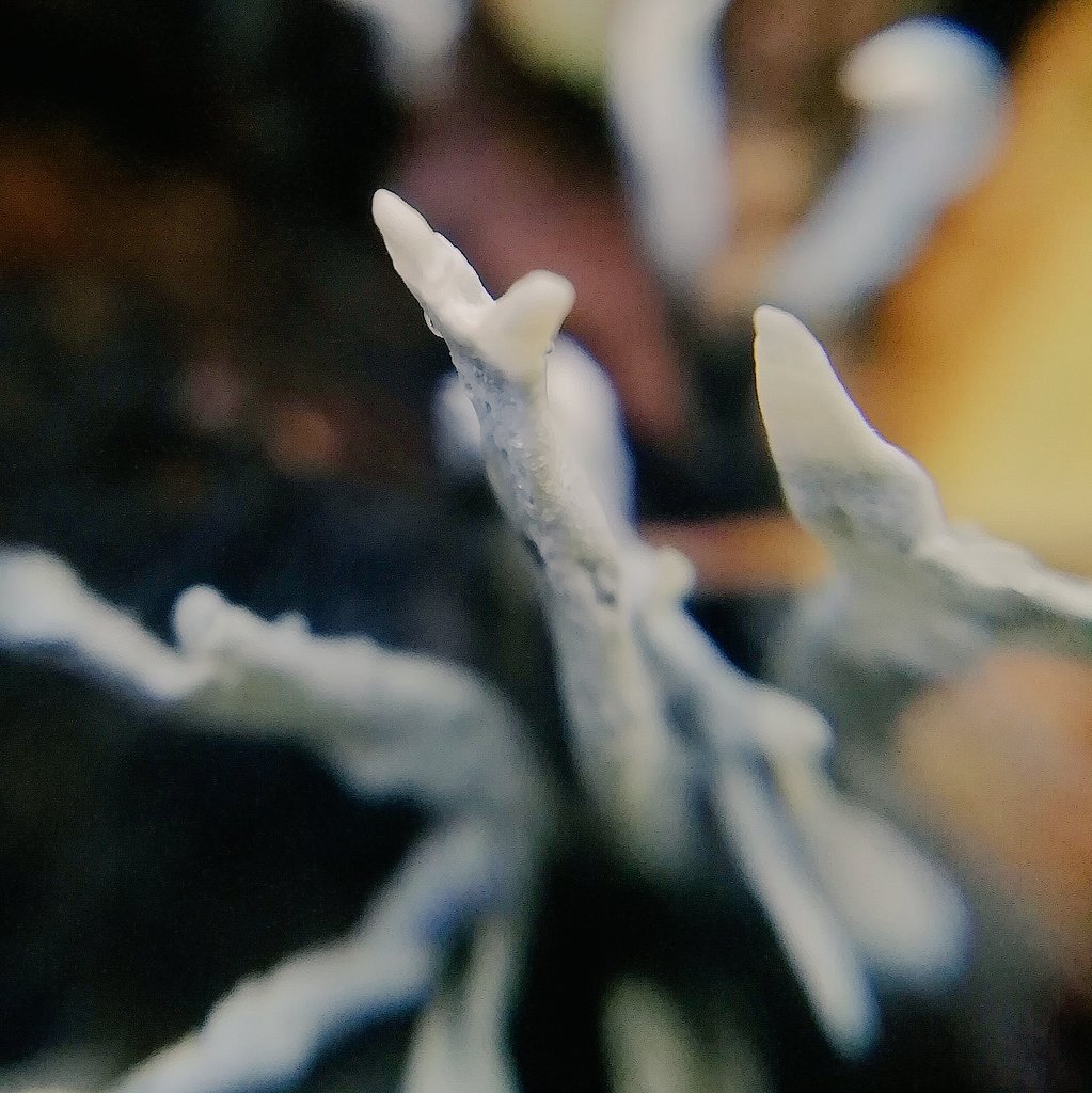 EdoZamboni's tweet photo. Stroma of Candlesnuff Fungus, also called Stag's Horn, growing on a rotting stump in Alexandra Park.

Xilaria hypoxylon
#365DaysWild 🍄 https://t.co/LstoGNLRtx