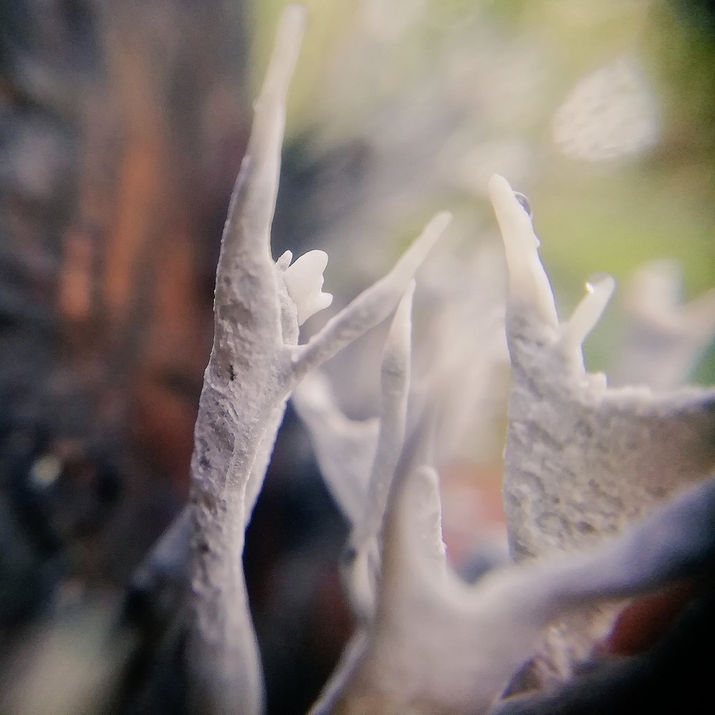 Stroma of Candlesnuff Fungus, also called Stag's Horn, growing on a rotting stump in Alexandra Park.

Xilaria hypoxylon
#365DaysWild 🍄