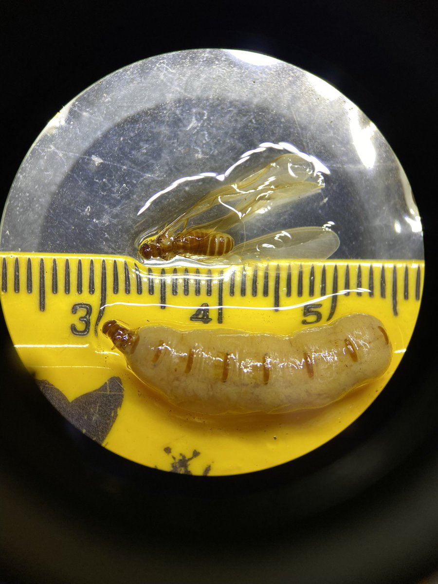 NHM_SmallOrders's tweet photo. Is #TermiteThursday a thing? #TermiteTuesday sounds better right?! Processing a returned termite loan and can’t help but wonder at this beautiful Queen! What an #AbsoluteUnit meet Cubitermes glebae and her kin #termites #SmallOrders #MuseumCollections https://t.co/KcnT8sEhx2