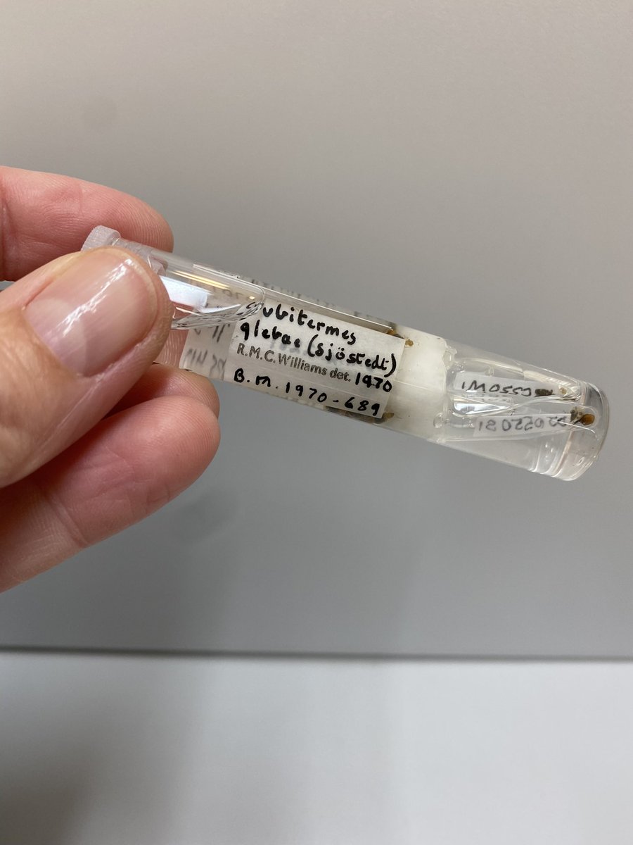 NHM_SmallOrders's tweet photo. Is #TermiteThursday a thing? #TermiteTuesday sounds better right?! Processing a returned termite loan and can’t help but wonder at this beautiful Queen! What an #AbsoluteUnit meet Cubitermes glebae and her kin #termites #SmallOrders #MuseumCollections https://t.co/KcnT8sEhx2