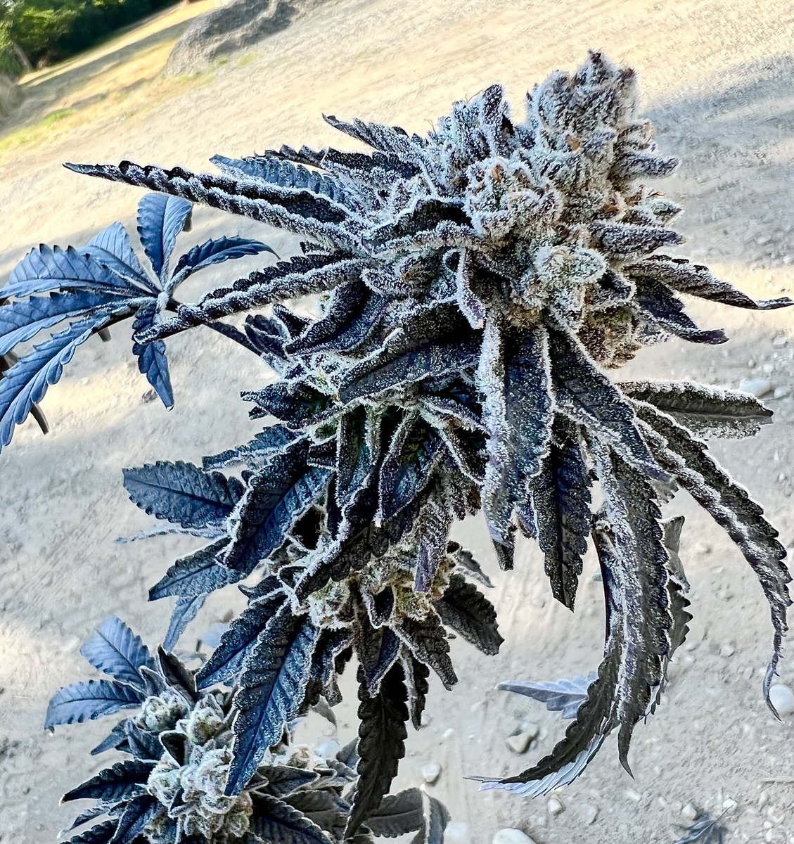 Exoticgenetix tweet media