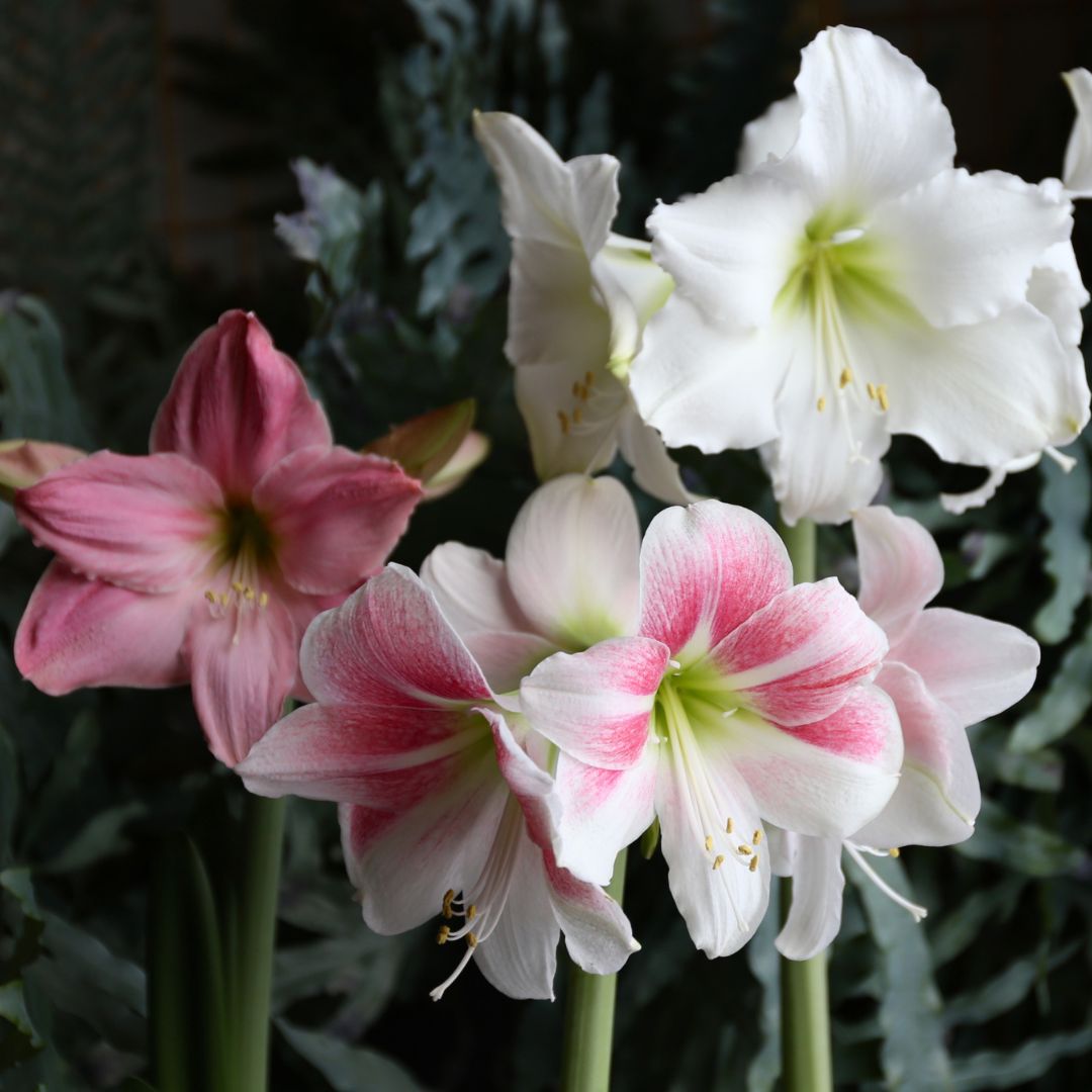 Is there really much difference between one amaryllis bulb and another? Yes! Bigger bulbs contain more stored energy to fuel growth and flowering. Our jumbo bulbs produce 2 to 3 stems, each with 4 to 5 flowers. That’s as many as 15 giant blooms from a single bulb!