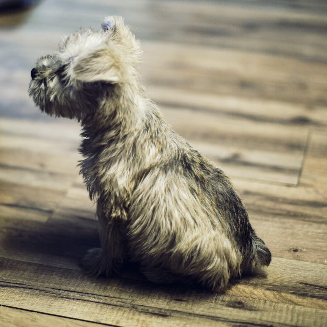30DayPuppyPlan's tweet photo. The focus on the sit while waiting is quality 🐾❤️🐾

Having a reliable sit is a must for all dogs 🐕

#30daypuppyplan #puppytraining #dogtrainingtips #dogtraining #puppy #dog #dogs #positivedogtraining #dogtrainer #puppies #dogbehaviour #dogcommunication
#puppytraining https://t.co/L83YSYKXVg