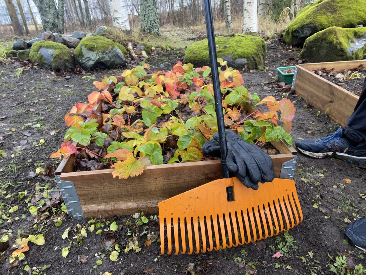 Liiketta's tweet photo. Vielä ehtii #harava heilua ennen lumentuloa, märkää ja painavaa. Tehokasta #hyötyliikunta #puutarhanhoito #gardening #physicalactivity 😅🍂🍁 https://t.co/u3CWBalrlG