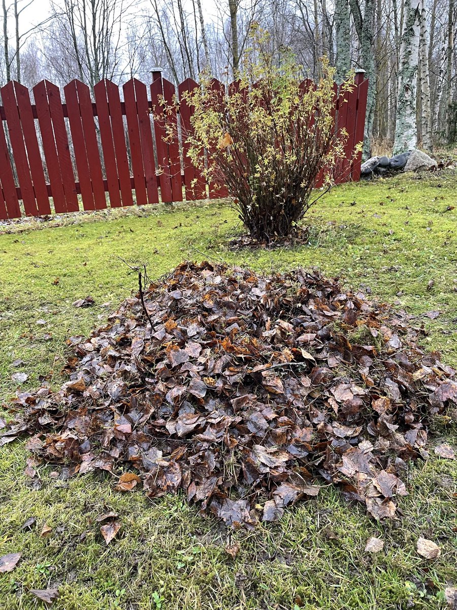 Liiketta's tweet photo. Vielä ehtii #harava heilua ennen lumentuloa, märkää ja painavaa. Tehokasta #hyötyliikunta #puutarhanhoito #gardening #physicalactivity 😅🍂🍁 https://t.co/u3CWBalrlG