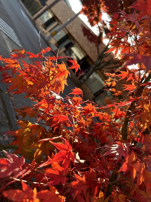 紅葉きれいすぎた 