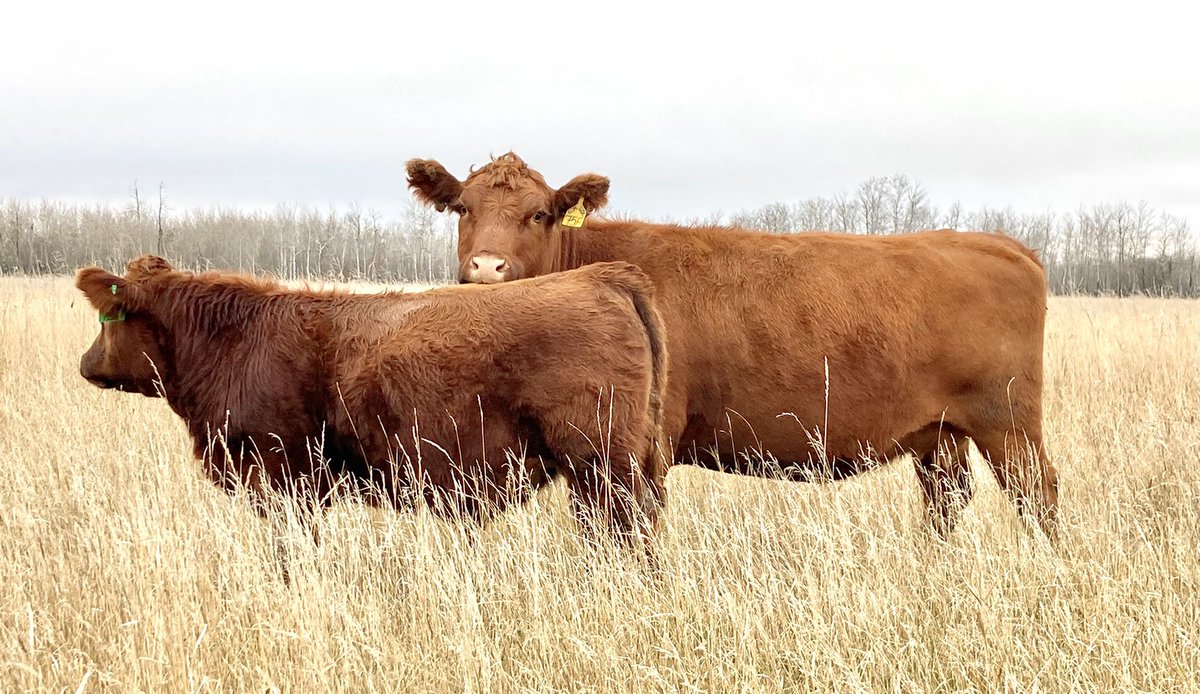 EdieCreekAngus's tweet photo. 4yr old OCC Easy Red daughter and her Calvo Nebula 67C bull calf. 

75F has calved first cycle every year with a tight udder &amp; good fleshing ability. She is a great example of what Easy Red did for our Red Angus herd. 

Last fall at preg check 75F weighed 1190lbs. 

#HerdBuilder https://t.co/ziUh5IlgEM