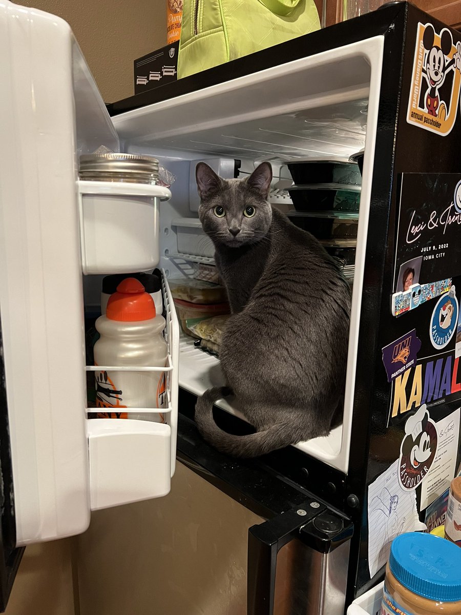 AliHenkle's tweet photo. Walked into the kitchen and this was the first thing I saw. Good morning from my completely defrosted freezer. 🤡🙃 https://t.co/aNku6TQPUJ