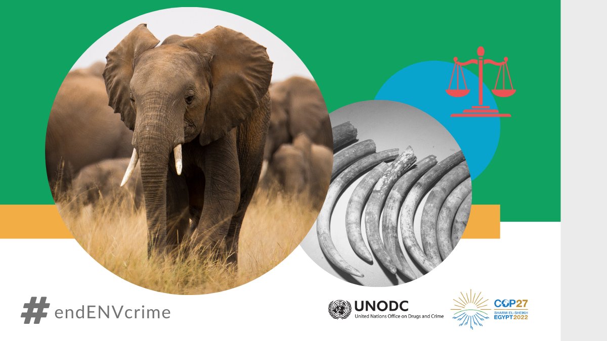 Conserving and enhancing sinks and reservoirs of greenhouse gases is irremissible for a healthy planet and climate.

⚠️Crimes that affect the environment impair the resiliency of natural ecosystems to withstand climate change. 
unodc.org/unodc/en/envir…

#endENVcrime #COP27