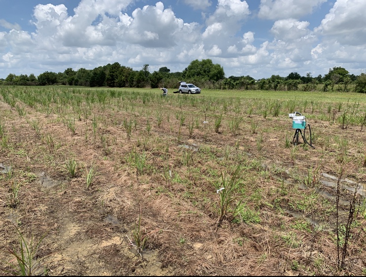 doescience's tweet photo. Superstars of the field? Researchers @CABBIbio found that the plants miscanthus and sorghum have greater photosynthetic rates and use nitrogen more efficiently than more common crops that have a different way of fixing carbon dioxide into carbon: https://t.co/B6w5ftZGrD https://t.co/RBJjm3qJG4