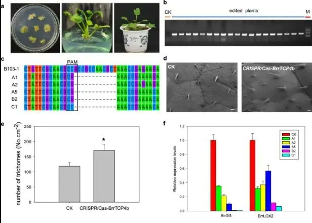 Establishment of Agrobacterium-mediated genetic transformation and application of CRISPR/Cas9 genome-editing system to Brassica rapa var. rapa 

plantmethods.biomedcentral.com/articles/10.11… 
#plantsci ♻️