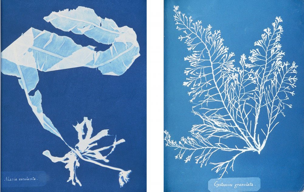 0613frames's tweet photo. The INDIGO album cover looks like cyanotype art 🥹🥹🥹 https://t.co/Ejo9iKmnhK