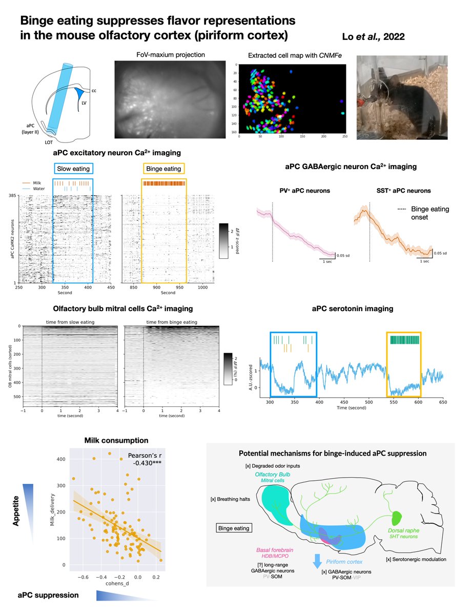 I’m presenting a talk on my PhD project at SfN.
If you’re interested in feeding behavior &amp; olfaction and Ca2+/serotonin-imaging, please come along!

You can find a brief figure summary for the talk here!
#SfN22 #SfN2022 <a href="/LabSchmitz/">Dietmar Schmitz Lab</a> <a href="/ECN_Berlin/">Einstein Center for Neurosciences Berlin</a> <a href="/ChariteBerlin/">Charité - Universitätsmedizin Berlin</a>