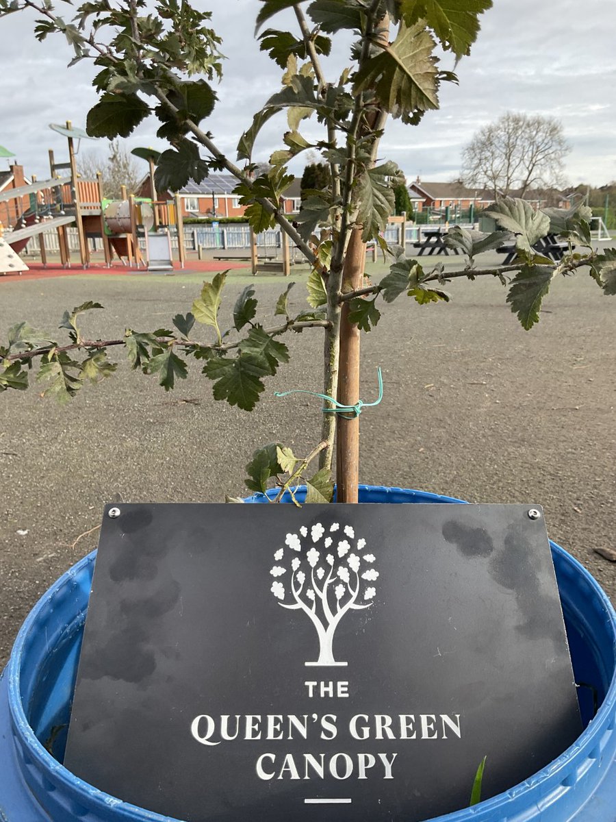 Killowentweets's tweet photo. Marking the Queen's Platinum Jubilee Year, whilst supporting 'The RBL', we have been nurturing this once-young sapling under the Queen's Green Canopy initiative. As a place that sees growth every day, we hope this tree develops strength in its roots and life. #nevertoforget https://t.co/lvaBo3EueT