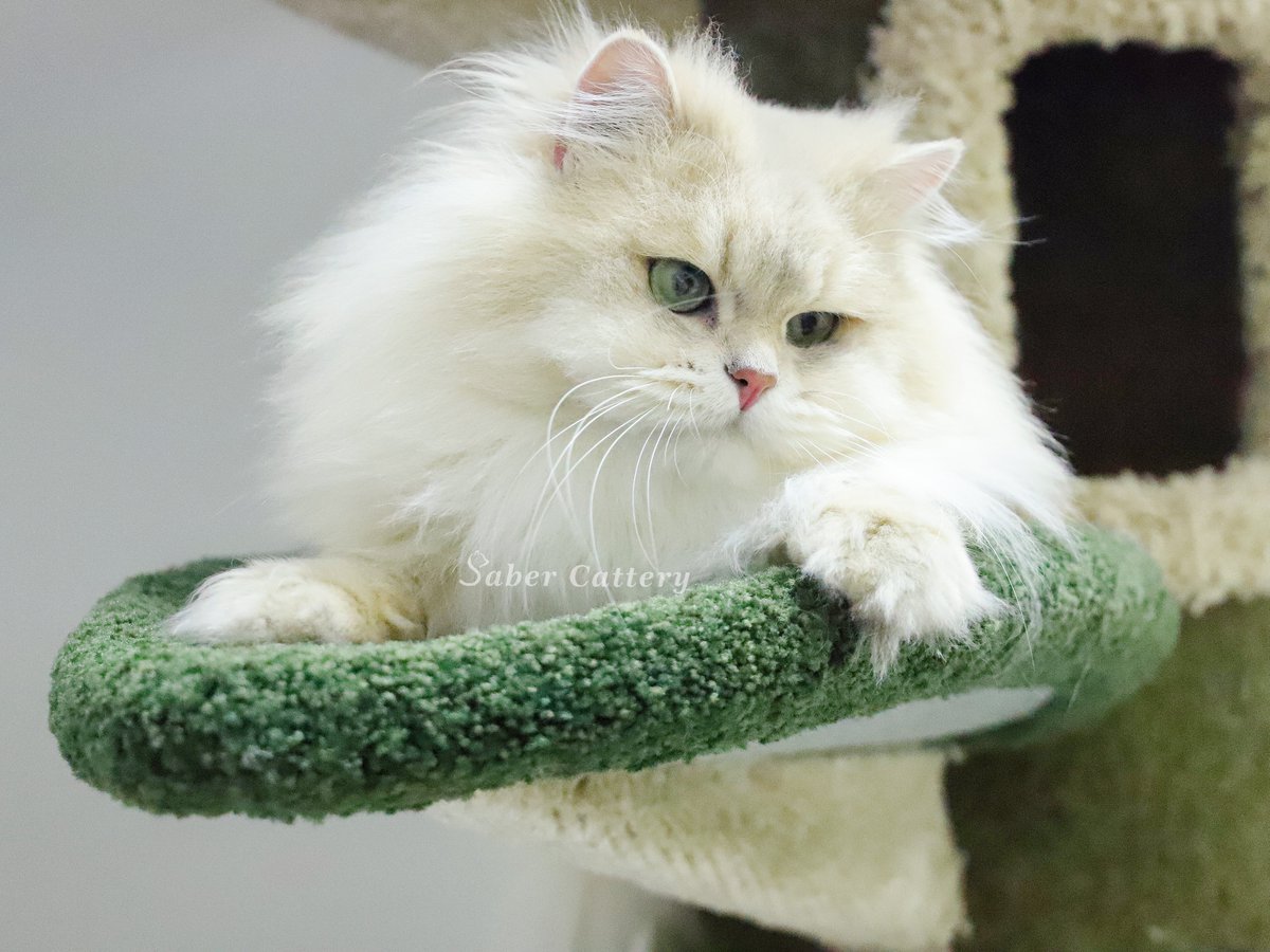 CatterySaber's tweet photo. It's Mufasa, Breeding cat in our cattery.
#CatsOnTwitter #fluffyCat  #kittens #britishlonghair #blueshade #cattery #ay11 #ay12 #cats #kittensoftwitter #金漸層 #藍金漸層 #長毛藍金漸層 #fluffy #英國長毛貓 #英國短毛貓 https://t.co/GXXXSOgRzt
