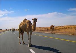faisal_rakan_'s tweet photo. صاحب الناقة اللي تسببت بموت خمس شبان اليوم يجب أن يحاسب وأصحاب الأبل المهمله بدون رقابه يجب أن يحاسبون ترك حلالك سائب وتسببك في الكثير من الحوادث لايمكن أن يكون أمر منطقي عندك حلال ياتقوم برعايته كامل الرعايه يا تحمله وتبيعه في أقرب سوق مواشي غير الكلام اللي قلت يعتبر كلام فاضي ، https://t.co/wuUm8oUNTV