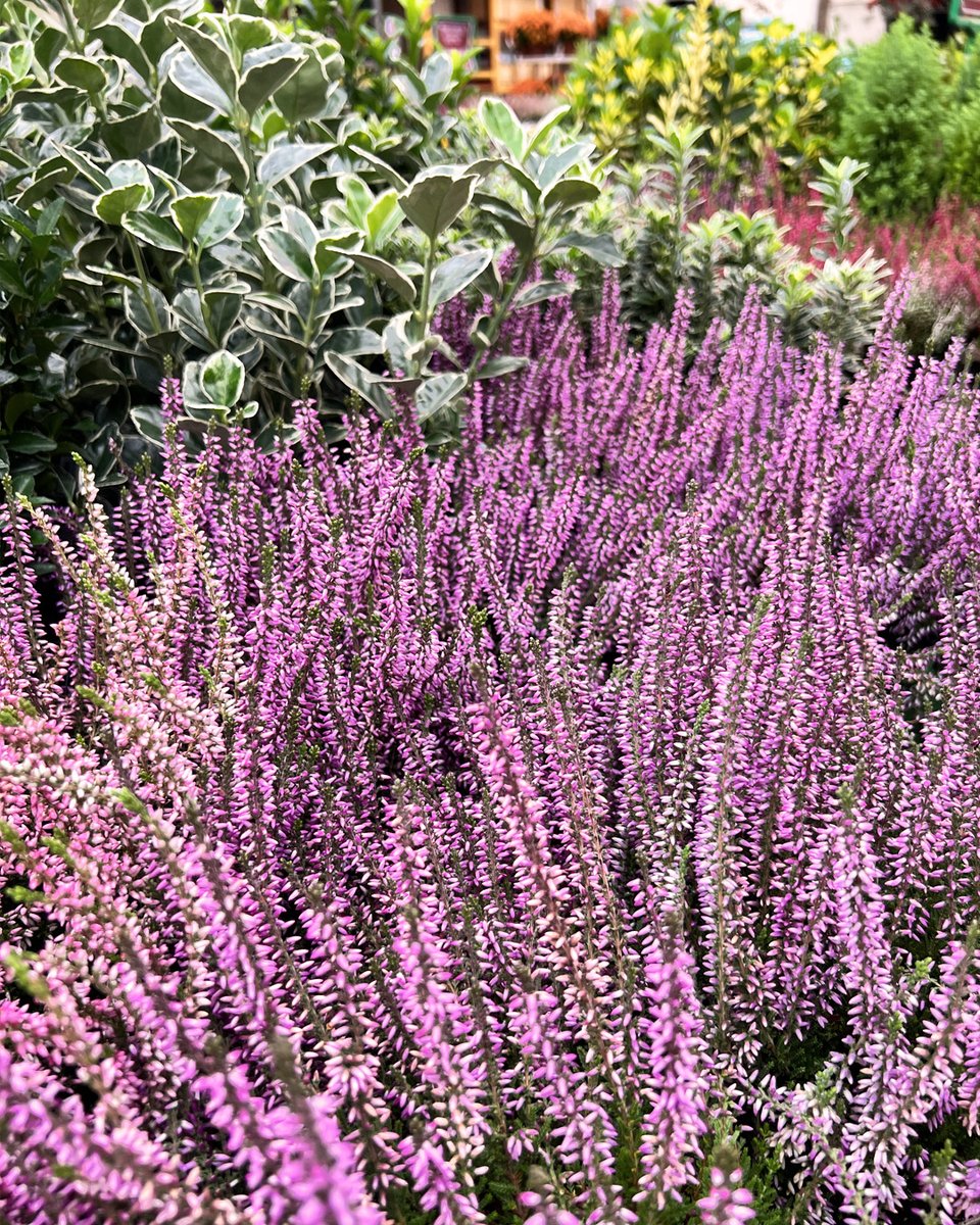 GardenCentreSc1's tweet photo. Pour mettre de la couleur au jardin pendant l'hiver, pensez aux Skimmias! Cette plante à fruits décoratifs possède un feuillage persistant, résistant au gel. Et que diriez-vous de l'agrémenter de quelques bruyères?! Et bien, rendez-vous dans nos marchés aux fleurs! 😉 #schilliger https://t.co/lu3fNqOHpM