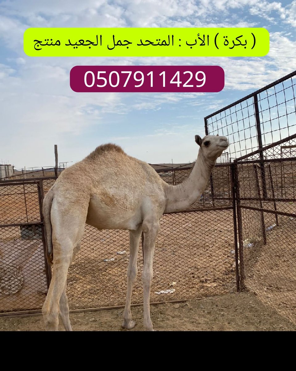 أفلح من ذكر الله

العرض القادم : بكرة

الأب : المتحد جمل الجعيد منتج

الأم : بنت مزاح جمل الشيخ سالم محمد رفاده

السن : ميلااد ٦/٢٠ هجري 

المعلومات : أول انتاج الناقة بكرة انباعت جهل ب 25  وهاذي ثنوهاء
 
لتواصل _ 0507911429