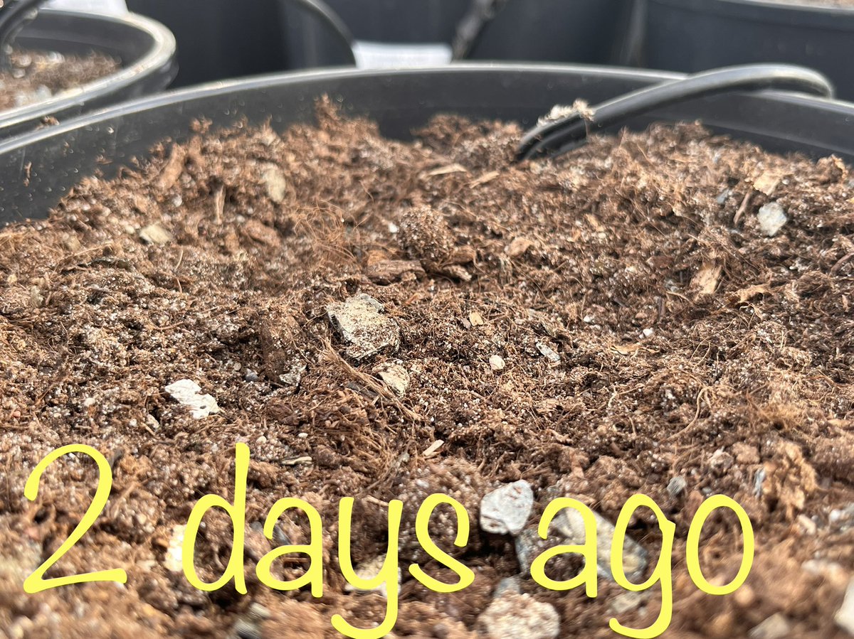 margarijta's tweet photo. …last but not least 🌱🤞🙂 delayed mutabilis appeared today 🌱  meanwhile the other plants have buds already 😎 https://t.co/n5f6ORSHlG
