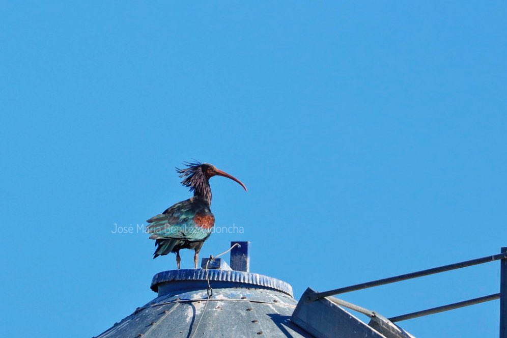 No es un fotón, pero sirve para ver la sorpresa que me he llevado hoy en la comarca de La Serena: Un Ibis eremita. Una rareza que es la primera vez que veo en Extremadura. Ya lo había visto en la provincia de Cádiz, donde es un nidificante muy escaso.