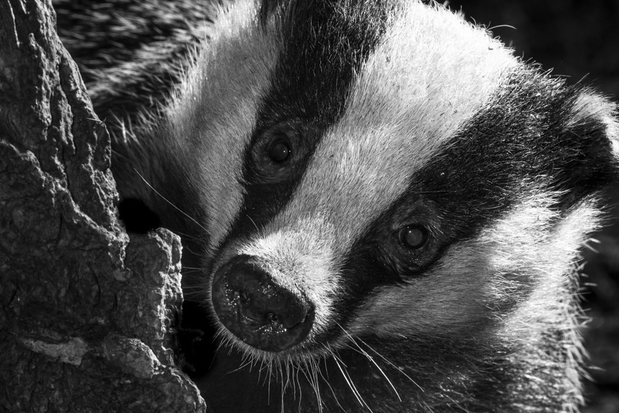 Badgergate tweet media