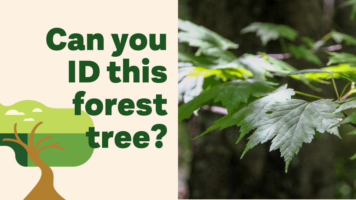 CanadaTrees's tweet photo. Time to play #IdentiTree! Can you name this common Wabanaki forest tree? https://t.co/LERBUFyxwT