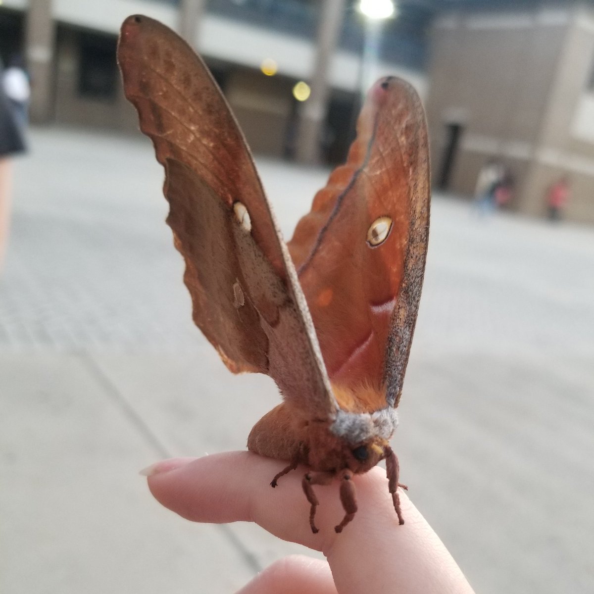 Daily Moths (@moths_daily) on Twitter photo 