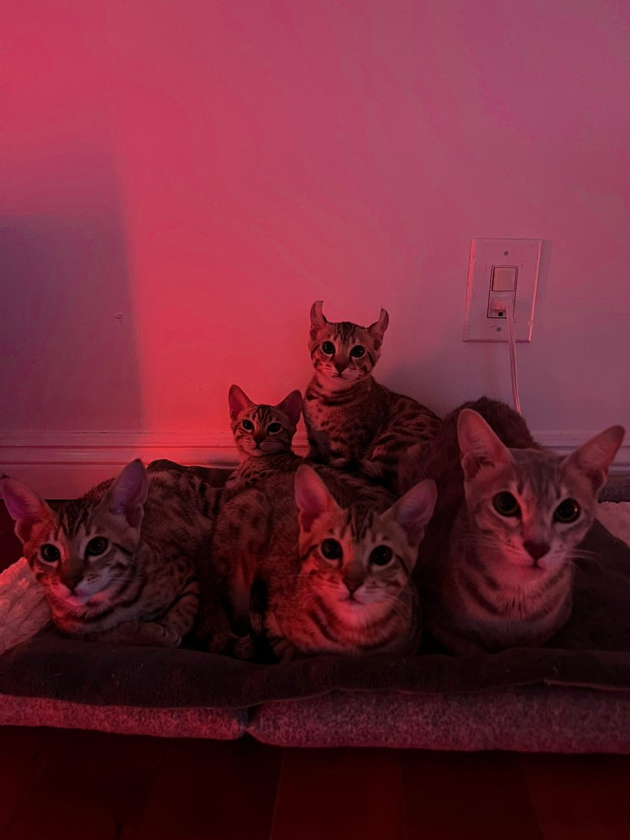 Reed August tweet media