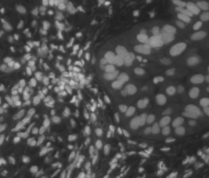 Here are some SYTO13-labelled nuclei for #FluorescenceFriday 

So now I'm curious if the X in SYTOX stands for 10?

Maybe you know? Maybe only <a href="/thermofisher/">Thermo Fisher</a> knows.