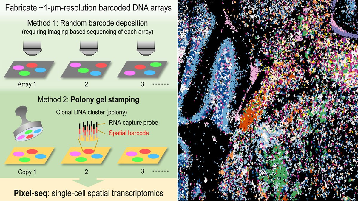 uwgulab (@guliangcai) on Twitter photo Our polony stamping & Pixel-seq paper is online! Congrats to our great team! Polony gels were designed for but will go beyond spatial omics. <a href="/UWBiochemistry/">UW Biochemistry</a> <a href="/uwgenome/">UW Genome Sciences</a> <a href="/NAPECenter/">NAPE Center</a> <a href="/UWPharmacology/">UW Pharmacology</a> <a href="/UWAnesthPainMed/">UW Anesthesiology & Pain Medicine</a> <a href="/SpatialOmics/">Spatial Omics</a> #ChronicPain #SingleCell
doi.org/10.1016/j.cell… Our polony stamping & Pixel-seq paper is online! Congrats to our great team! Polony gels were designed for but will go beyond spatial omics. <a href="/UWBiochemistry/">UW Biochemistry</a> <a href="/uwgenome/">UW Genome Sciences</a> <a href="/NAPECenter/">NAPE Center</a> <a href="/UWPharmacology/">UW Pharmacology</a> <a href="/UWAnesthPainMed/">UW Anesthesiology & Pain Medicine</a> <a href="/SpatialOmics/">Spatial Omics</a> #ChronicPain #SingleCell
doi.org/10.1016/j.cell…