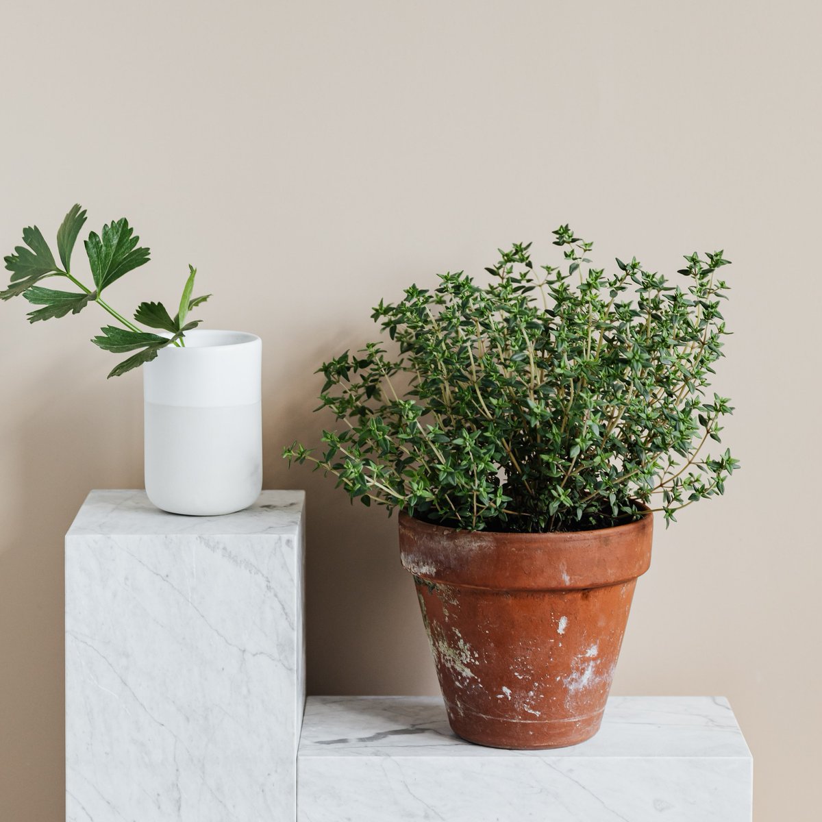 Thyme for some sage advice about herbs for the holidays! Members and prospective members are invited to our virtual chat with noted herbalist Gert Coleman on Friday, 11/11, from noon to 1 p.m. RSVP for the Zoom link: member@impact100gardenstate.org