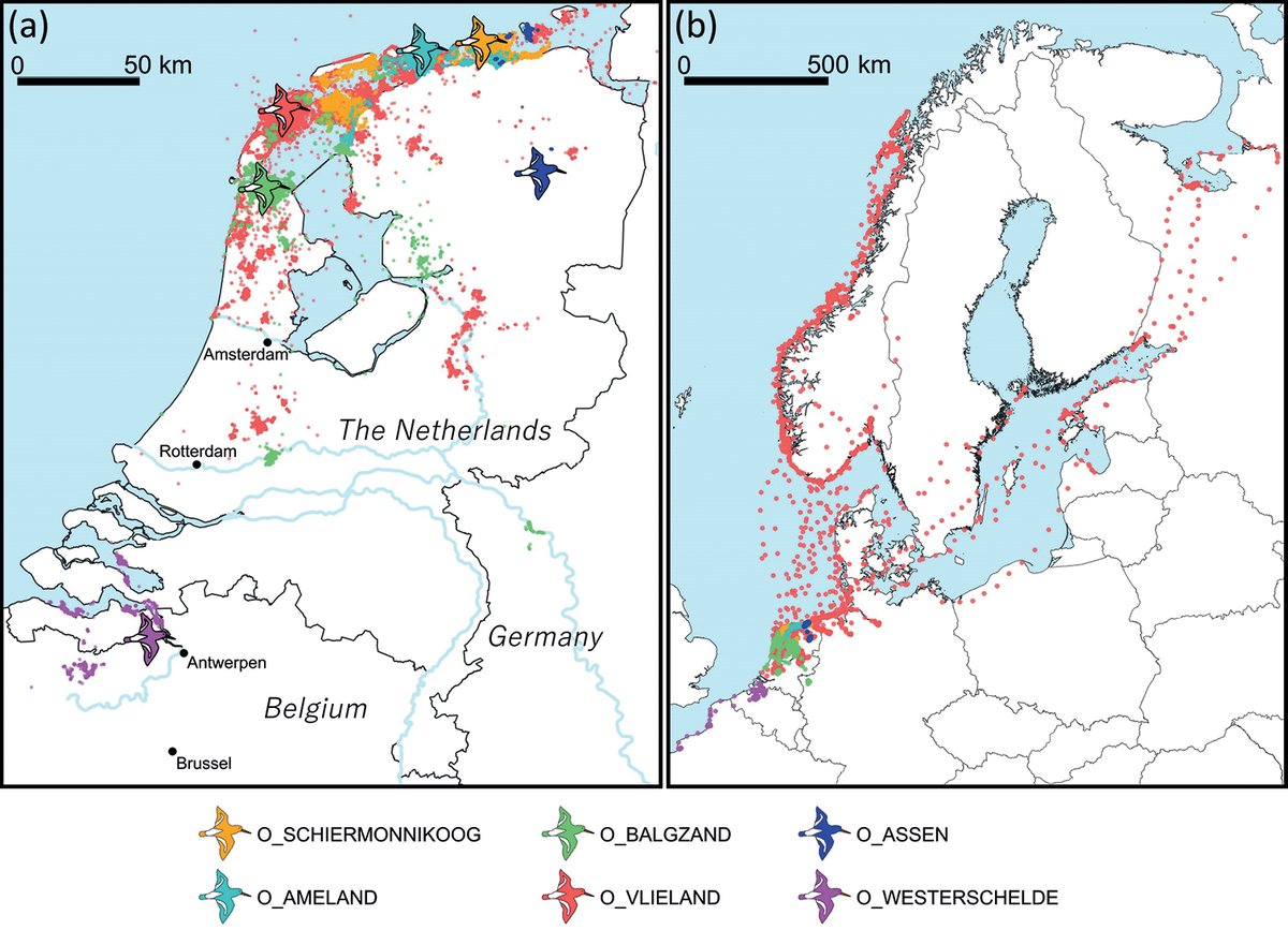 niooknaw's tweet photo. New NIOO publication: GPS tracking data of Eurasian #oystercatchers from the Netherlands and Belgium. By @hjvdkolk @AndrewM_Allen @AdriaanDokter @M_Frauendorf @Martijnvdpol1 and others. #biologging #birdtracking https://t.co/wmOFvO8lPi https://t.co/A9SEXK877v
