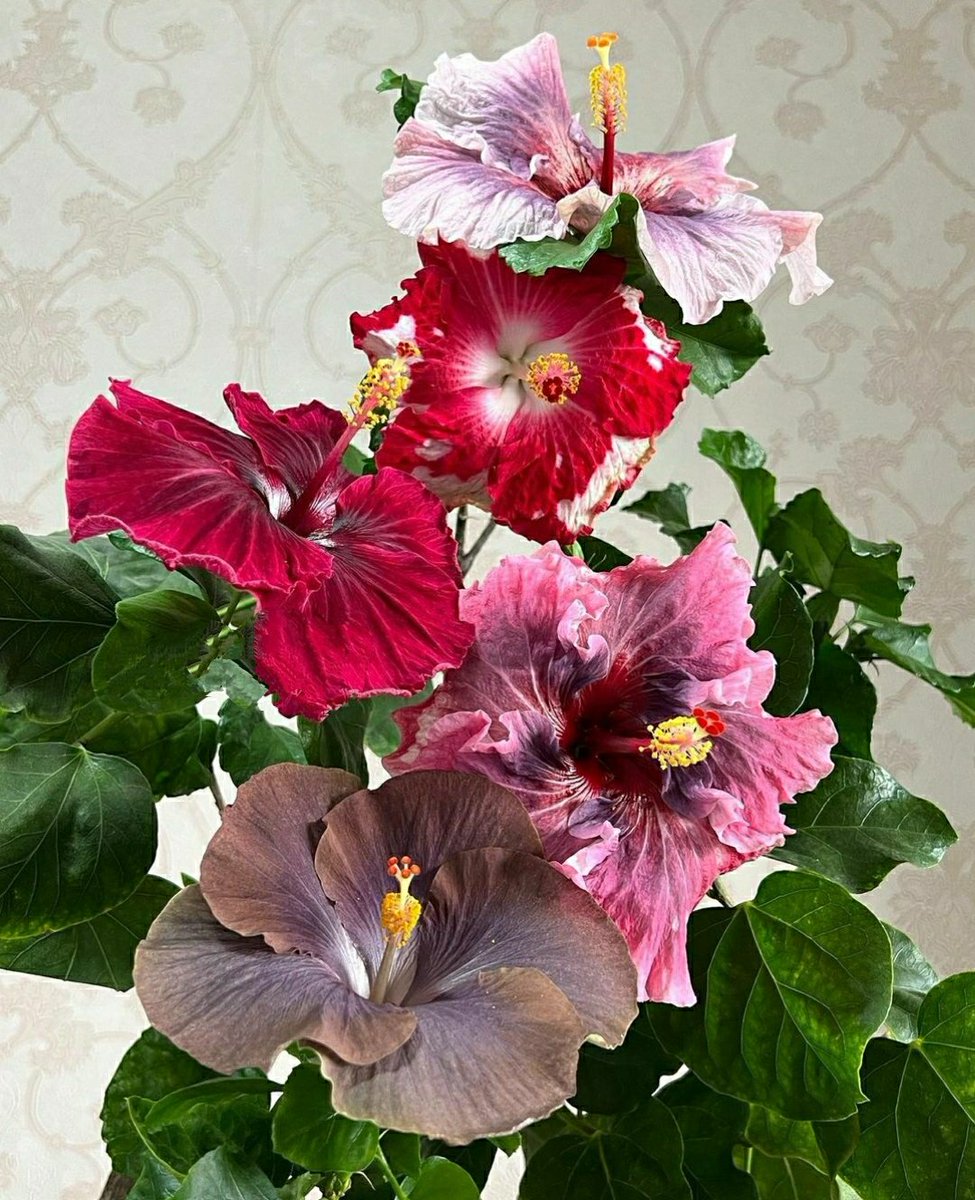 RamendraChDebn1's tweet photo. Look my Sister Send a fine pic of hibiscus 😃
They are really nice and stunning 😎
#Hibiscuscollection https://t.co/u9YAEstO8s