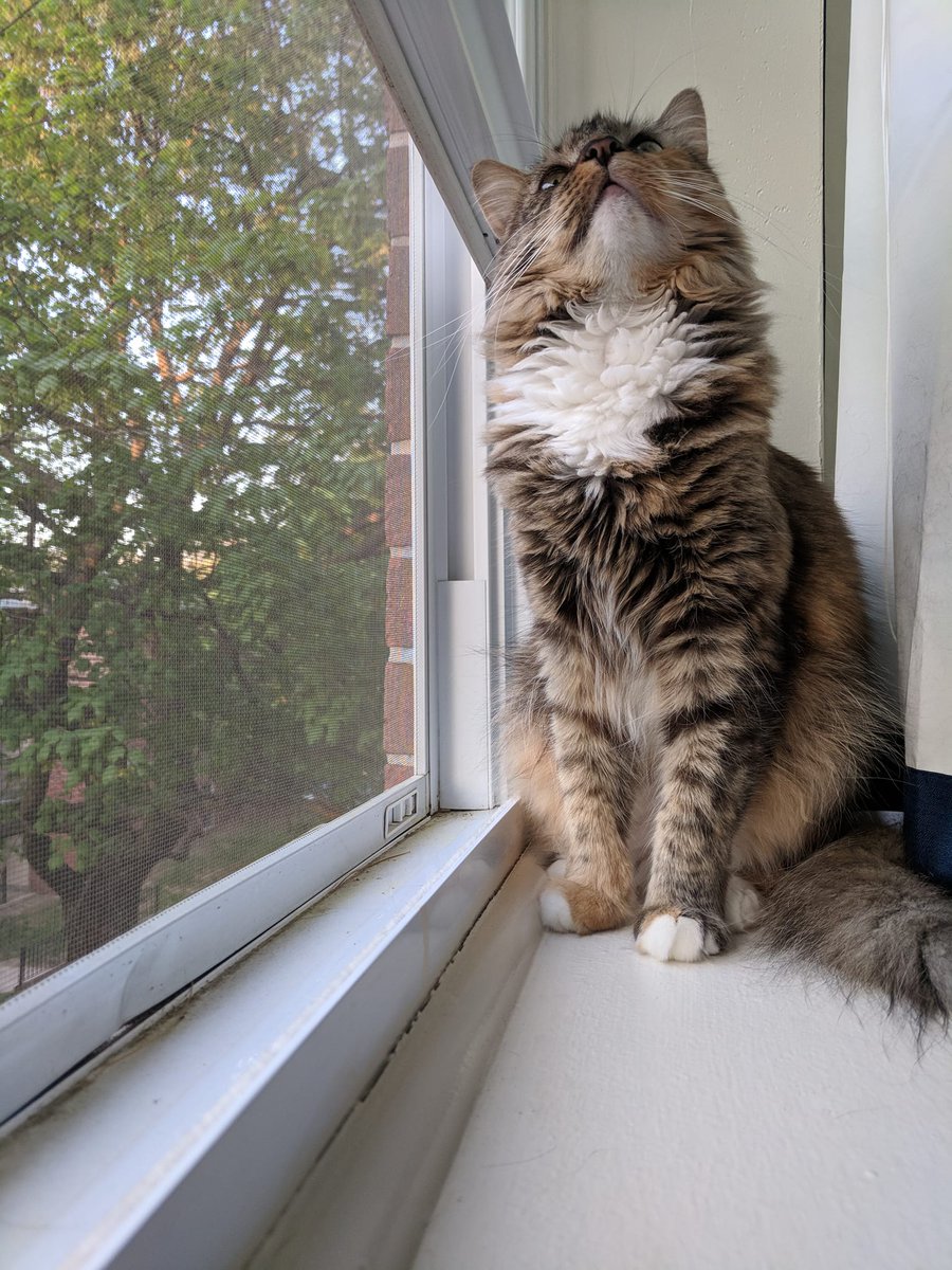 bmorehumane's tweet photo. We LOVE hearing from our adopters! Vicki wrote, "Tuesday was Artie's gotcha day!! 5 years ago this week picked up our floofy girl and she has been blessing us with her beauty ever since 💕" Is your furkid a #BaltimoreHumane alum? Join the #BHSAlumniClub FB page and share! https://t.co/CeGhg1Vg94