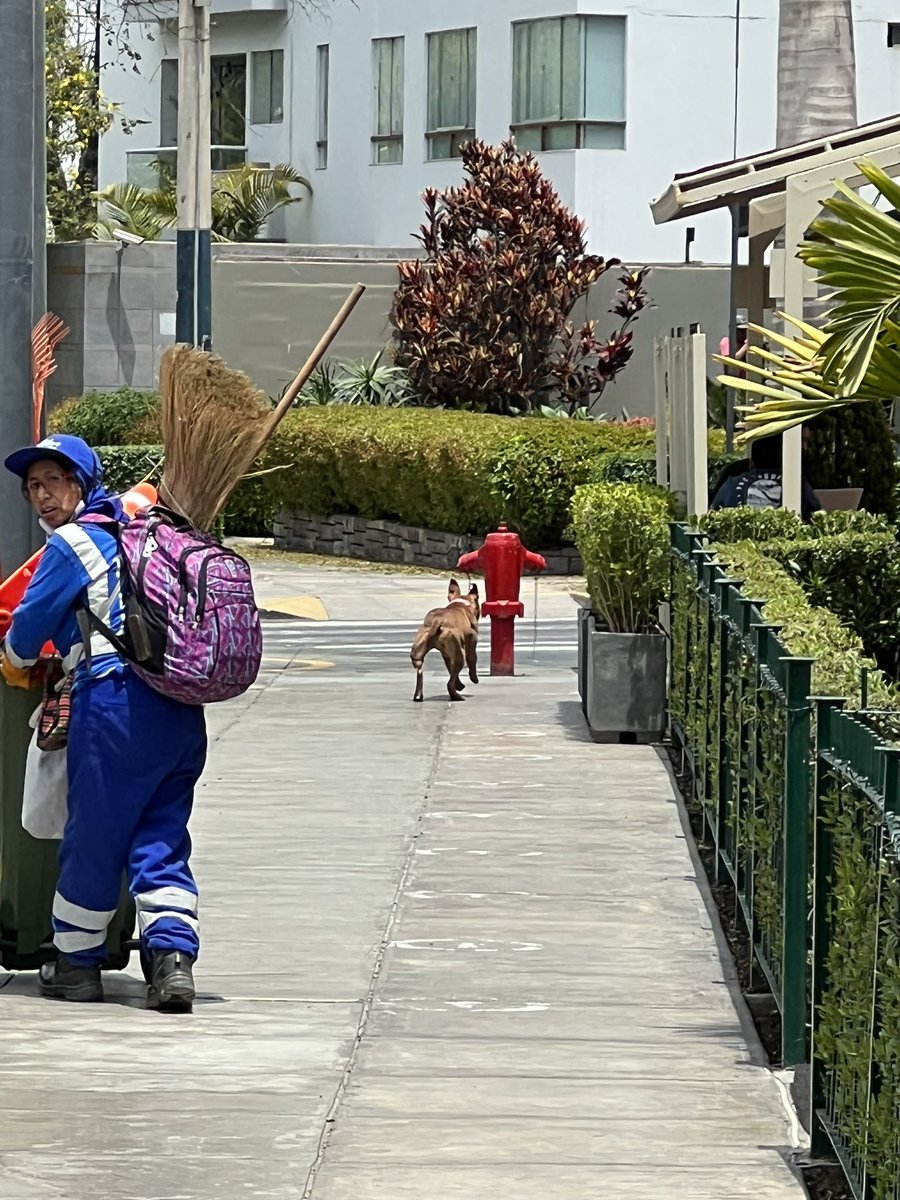 cigarra933's tweet photo. Urgente, una perrita pitbull en angamos miraflores frente a specchi, parece que esta perdida. Tiene un collar rosado, la hemos intentado agarrar y no se deja. Un señor la ha ido a intentar alcanzar. Esta asustada y casi la atropellan. Urgente! https://t.co/coWLFBG7fY